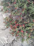 willow leaf cherry